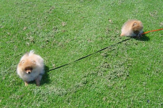 2009-05-18Indy1koppel.JPG 2009-05-18Indy1koppel.JPG