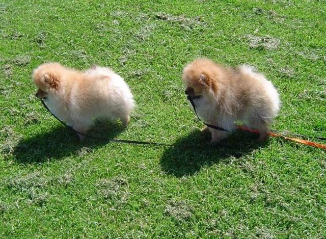 2009-05-18Indy4koppel.JPG 2009-05-18Indy4koppel.JPG