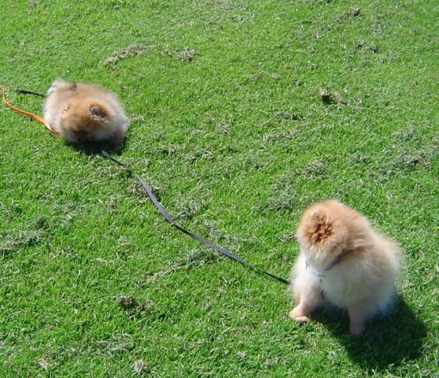 2009-05-18Indy6koppel.JPG 2009-05-18Indy6koppel.JPG