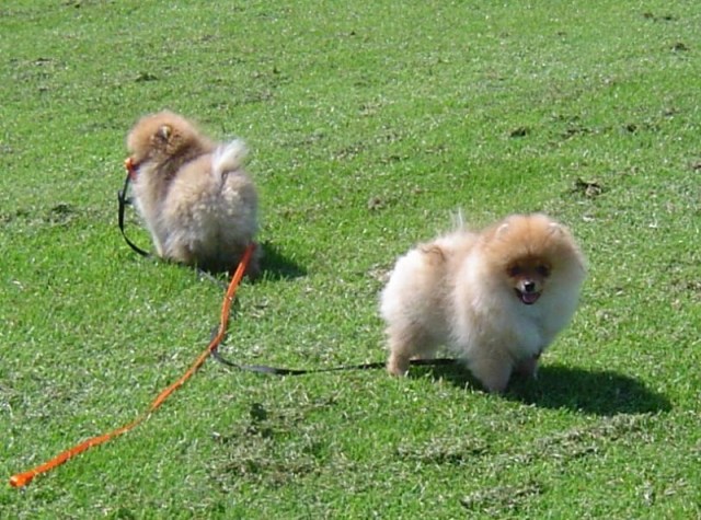 2009-05-18Indy7koppel.JPG 2009-05-18Indy7koppel.JPG