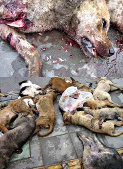 hanzhong.jpg hanzhong.jpg