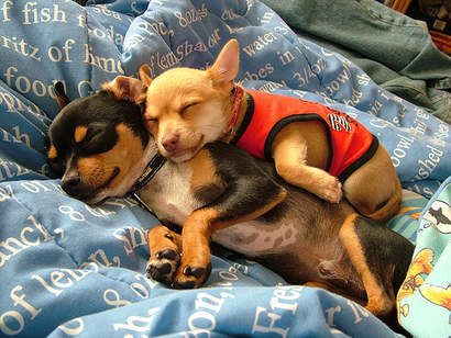 hundvalp.jpeg hundvalp.jpeg