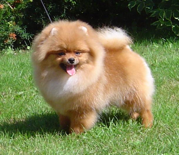 2009-08-01Amber5.JPG 2009-08-01Amber5.JPG