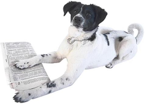 dog with a newspaper.jpg