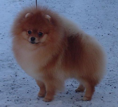 2010-01-10Indy1ar4.JPG 2010-01-10Indy1ar4.JPG