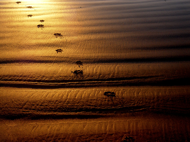 dogheaven.jpg dogheaven.jpg