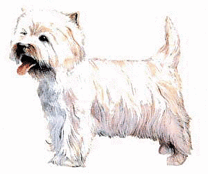 West-Highland-White-terrier.png