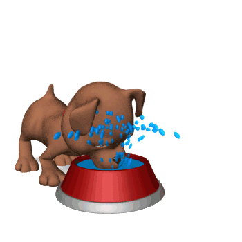 dog_drinking_messy_ha.gif