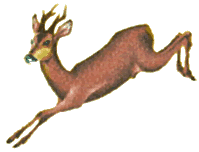 rådjur.gif