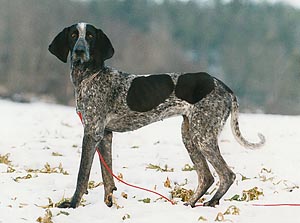 blueticked coonhound_webb.jpg