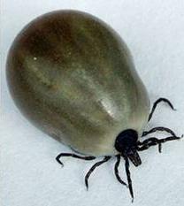 fästing.jpg fästing.jpg