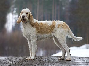 grand griffon vendéen_webb.jpg