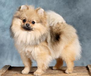 hazel20091webb.jpg hazel20091webb.jpg