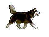runningmalamute.gif runningmalamute.gif