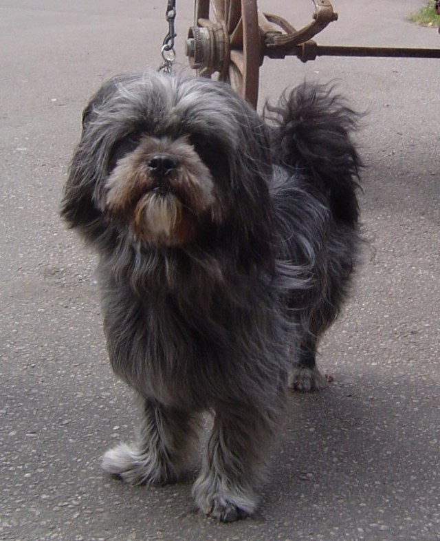 ChaparralSpike.jpg ChaparralSpike.jpg