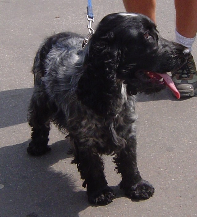 ChaparralMusse.jpg ChaparralMusse.jpg