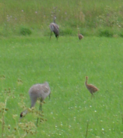 ChaparralTranfamilj.jpg ChaparralTranfamilj.jpg