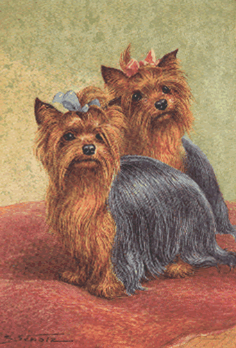 yorkshire-terrier_gif.gif