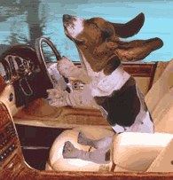 dog-in-car.gif