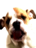 LovingDog8.gif