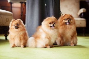 AllasitterIMG_9273_2