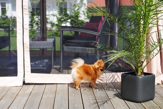 Chanel letar skugga bakom palmen