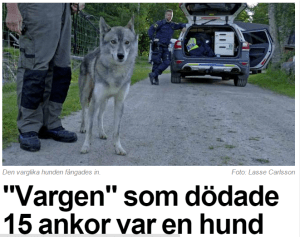 varghund