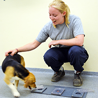 hundars-sociala-formaga-200