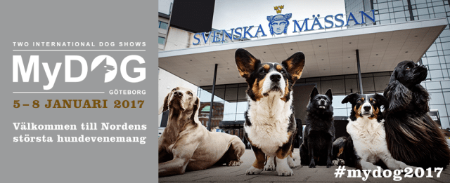 mydog_980x400_2017_sv