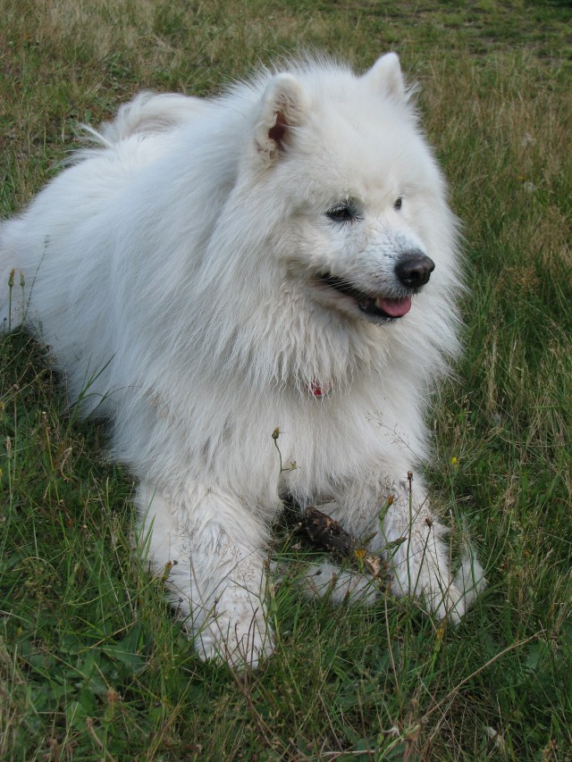samoyed-dog