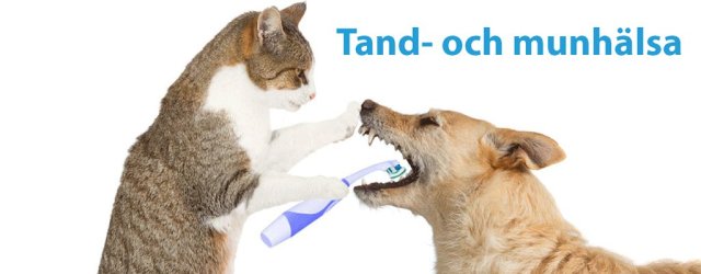 tand-och-munhalsa-215-large-1483819865-gif