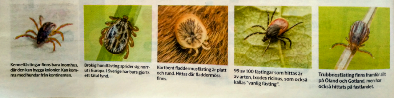 Nya exotiska fästingar i Sverige kan sprida nya virus – Dog News ...